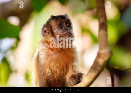 Portrait d'un Capuchin à capuche regardant dans un arbre défoqué fond, Lagoa das Araras, BOM Jardim, Mato Grosso, Brésil Banque D'Images