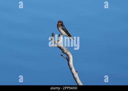 Un adulte australien Bienvenue Swallow -Hirundo neoxena- oiseau perché sur une branche d'arbre au-dessus d'une rivière marécageuse regardant la caméra dans la lumière du matin Banque D'Images