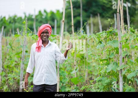 Agriculture indienne chinoise d'okra , agriculteur tenant bébé chinois d'okra dans la ferme Banque D'Images