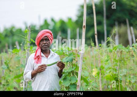 Agriculture indienne chinoise d'okra , agriculteur tenant bébé chinois d'okra dans la ferme Banque D'Images