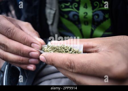 Les gens détiennent du cannabis pour construire des cigarettes pendant les célébrations de la Journée du cannabis 420 à Bogota, Colombie sur 20 avril 2023. Photo de: Cristian Bayona/long Visual Press Banque D'Images