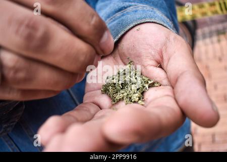 Les gens détiennent du cannabis pour construire des cigarettes pendant les célébrations de la Journée du cannabis 420 à Bogota, Colombie sur 20 avril 2023. Photo de: Cristian Bayona/long Visual Press Banque D'Images