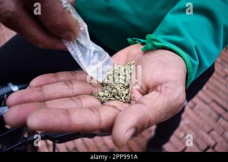 Les gens détiennent du cannabis pour construire des cigarettes pendant les célébrations de la Journée du cannabis 420 à Bogota, Colombie sur 20 avril 2023. Photo de: Cristian Bayona/long Visual Press Banque D'Images