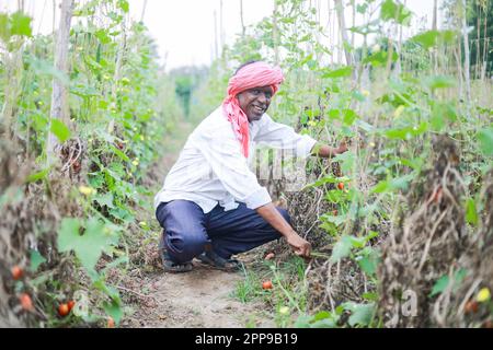 Agriculteur indien tenant la tomate entre les mains, fermier heureux Banque D'Images