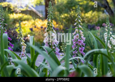 Jardin vivace avec fleurs de rengant (Digitalis purpurea) au jardin botanique d'Atlanta à Midtown Atlanta, Géorgie. (ÉTATS-UNIS) Banque D'Images