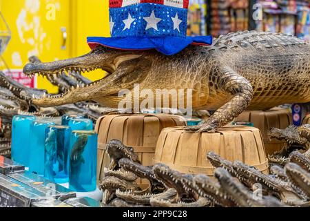 Têtes d'alligators en souvenir de Floride et un alligator farci avec un chapeau Uncle Sam devant un mur de feux d'artifice au Nuthouse à St. Augustine, Floride. Banque D'Images