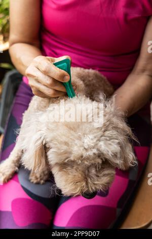 Gros plan de la personne appliquant des tiques, des poux et des acariens contrôlent la médecine sur le chien d'animal de compagnie de Candle Banque D'Images