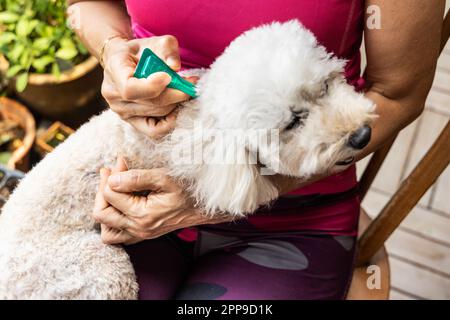 Gros plan de la personne appliquant des tiques, des poux et des acariens contrôlent la médecine sur le chien d'animal de compagnie de Candle Banque D'Images