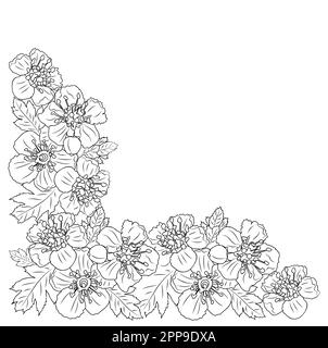 Hawthorn Mai naissance mois fleur coin ligne art. Illustration de Vecteur