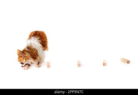Peu chihuahua in front of white background Banque D'Images