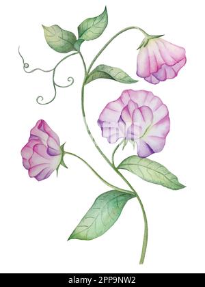 Fleurs illustrations aquarelle pour décorer des invitations de mariage, des cartes, des emballages Illustration de Vecteur