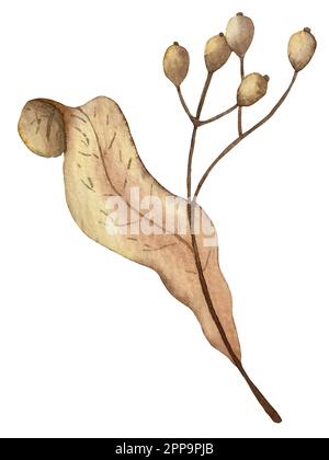 Set d'automne aquarelle vector. Décorations avec feuilles de forêt et champignons. Illustration de Vecteur