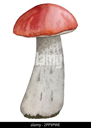 Set d'automne aquarelle vector. Décorations avec feuilles de forêt et champignons. Illustration de Vecteur