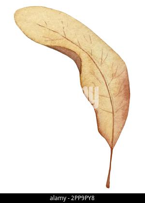 Set d'automne aquarelle vector. Décorations avec feuilles de forêt et champignons. Illustration de Vecteur