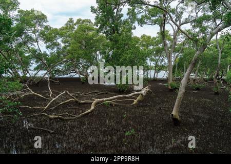 Forêt de mangroves vue depuis Wynnum North mangrove Boardwalk, Brisbane, Australie Banque D'Images