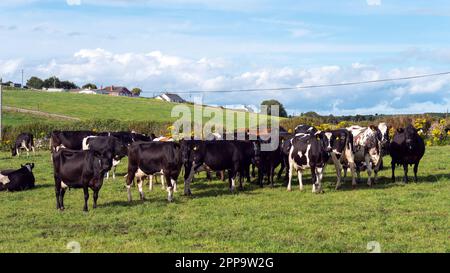 Une vache sur un pâturage vert d'une ferme laitière en Irlande. Un champ d'herbe verte et du bétail sous un ciel bleu. Paysage agricole, vache sur fiel d'herbe verte Banque D'Images