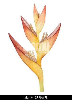 Ensemble de vecteurs aquarelles de plantes tropicales et de fleurs. Décorations exotiques. Illustration de Vecteur
