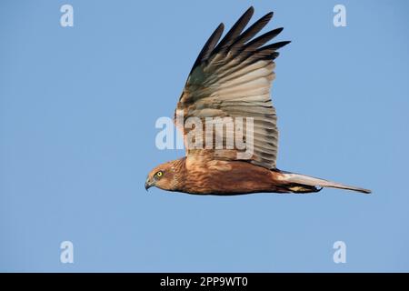 Marsh Harrier (Circus aeruginosus), vue latérale d'un homme adulte en vol, Campanie, Italie Banque D'Images