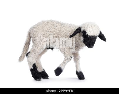 Adorable Walliser Schwartznase aka Valais blacknose agneau, dansant sur ses pieds. En regardant à côté de l'appareil photo. Isolé sur un dos blanc Banque D'Images