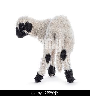 Adorable agneau Walliser Schwartznase aka Valais blacknose, âgé d'une semaine et demie, debout à l'envers. En regardant les côtés. Isolé sur un backgroun blanc Banque D'Images