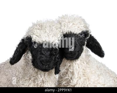 Tête de photo d'un adorable agneau Walliser Schwartznase aka Valais blacknose âgé d'une semaine et demie, face à l'avant. En regardant vers l'appareil photo. Isolé sur un Banque D'Images