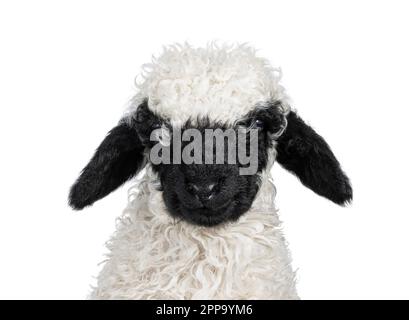 Tête de photo d'un adorable agneau Walliser Schwartznase aka Valais blacknose âgé d'une semaine et demie, face à l'avant. En regardant vers l'appareil photo. Isolé sur un Banque D'Images