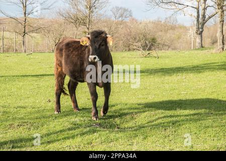 Jeune taureau de veau de près sur la prairie d'herbe verte dans la ferme de campagne Banque D'Images