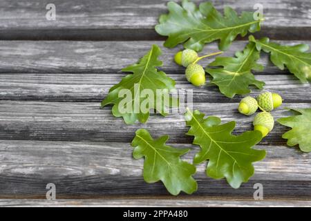 Des glands verts et des feuilles de chêne peu mûrs se trouvent sur un vieux banc en bois. Gros plan. Copier l'espace. Mise au point sélective. Banque D'Images