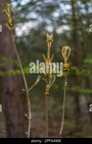 Feuilles émergeantes d'un jeune bourgeon de châtaignier de cheval (Aesculus hippocastanum), également appelé arbre conker, au printemps en Allemagne, en Europe Banque D'Images