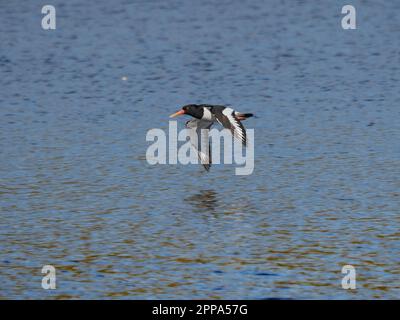 Oystercatcher vole bas au-dessus de l'eau Banque D'Images