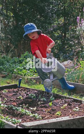 Jeune garçon portant des bottes wellington arrosant des semis de laitue dans un lit de jardin surélevé Banque D'Images