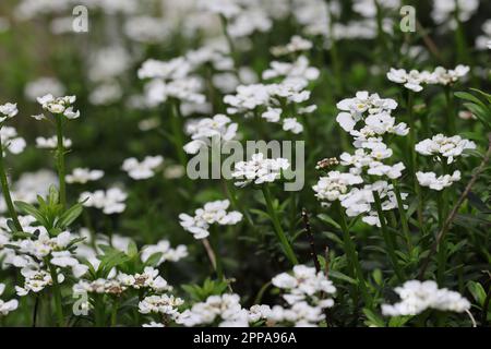 gros plan de fleurs d'iberis sempervirens blanc frais, vue latérale Banque D'Images