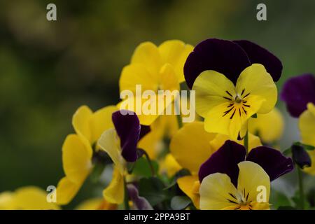 gros plan de jolis pansies jaunes-violets sur un fond naturel flou, mise au point sélective Banque D'Images