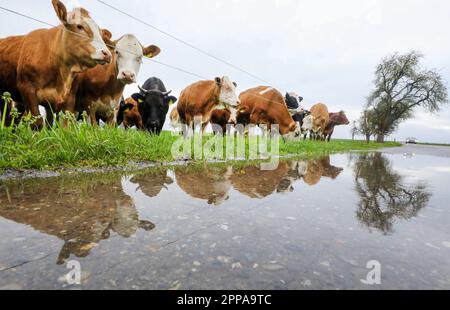 24 avril 2023, Bade-Wurtemberg, Biberach an der Riß : vaches debout dans un pâturage et reflétées dans une flaque de pluie. Photo: Thomas Warnack/dpa Banque D'Images