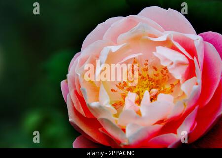 Photo macro d'une rose rouge montrant des étamines au centre, entourée de pétales rouges roses. Banque D'Images