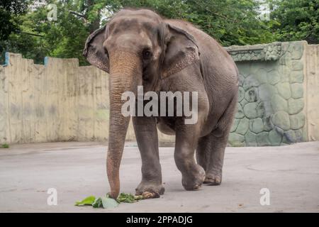 Le Mali est la seule attraction d'éléphants au zoo de Manille aux Philippines Banque D'Images