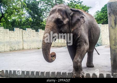 Le Mali est la seule attraction d'éléphants au zoo de Manille aux Philippines Banque D'Images