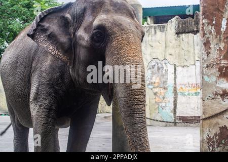 Le Mali est la seule attraction d'éléphants au zoo de Manille aux Philippines Banque D'Images