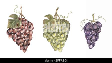 Aquarelle jeu d'illustrations dessinées à la main avec branche de raisin rouge, violet et vert. falaise de vignoble Banque D'Images