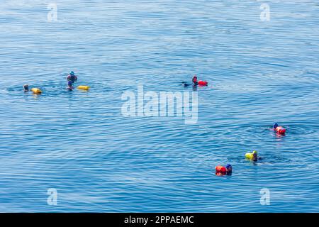 Vienne: Nageur avec combinaison et bouée de natation, natation dans le fleuve Neue Donau (Nouveau Danube) en 22. Donaustadt, Wien, Autriche Banque D'Images