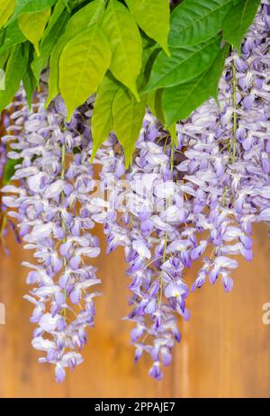Libre d'une fleur de glycine mauve Banque D'Images