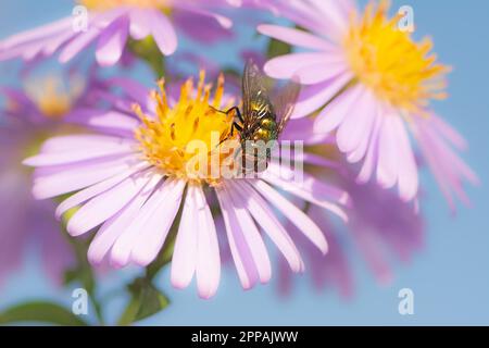Macro d'une mouche sur un aster rose fleur fleur Banque D'Images