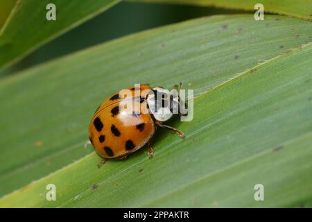 Gros plan naturel sur l'arlequin envahissant, le coléoptère multicolore ou asiatique, Harmonia axiridis assis sur une feuille verte Banque D'Images