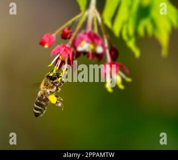 Abeille volant à une fleur d'un érable japonais Banque D'Images