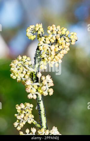 Macro d'une fleur qui est pleine de poux Banque D'Images