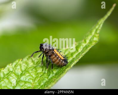 Macro d'une larve de coccinelle Banque D'Images