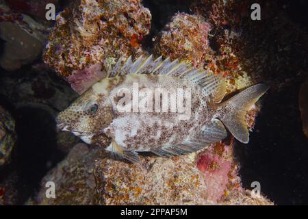 Rabbitfish tacheté (Sigianus stellatus laqueus), rabbitfish, coloration de nuit, site de plongée du récif d'Abou Fendera, Égypte, Mer Rouge Banque D'Images