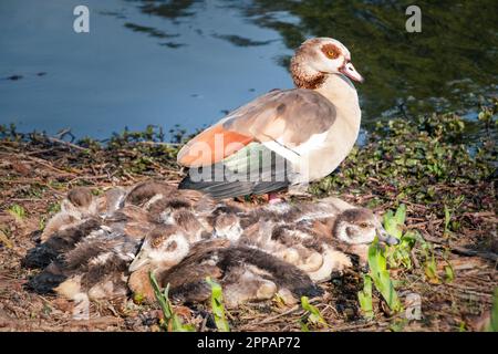 Une mère qui protège son bébé poussins. Banque D'Images