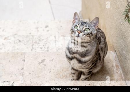 Joli chat Bengale Banque D'Images