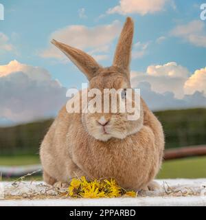 lapin rex Banque D'Images